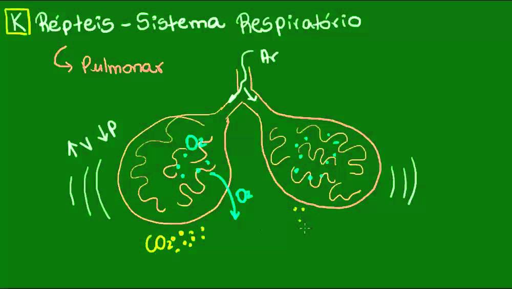 Sistema respiratório dos Répteis - Vertebrados - Biologia
