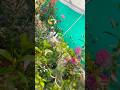Beautiful nature with rural life 🟢#villagelife #gardening #youtubeshorts