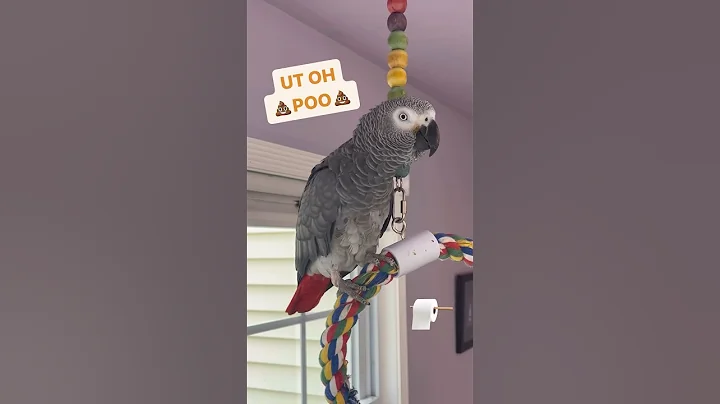 Symon says: UT OH Poopies💩POO💩🤣#babyparrot #symontheafricangreyparrot #babyparrot #birds #cag