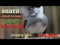 suara ciblek kristal bren rapat mang gacor channel