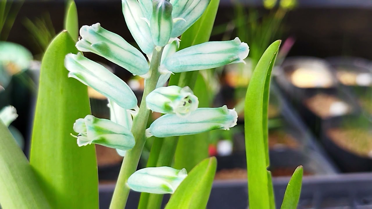 ラケナリア・ビリディフローラが咲きました！Lachenalia viridiflora blooming in my nursery.