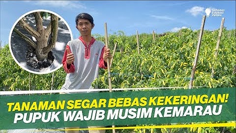 CARA PERAWATAN CABAI MUSIM KEMARAU ‼ METODE MAS UDIN INI HASILNYA