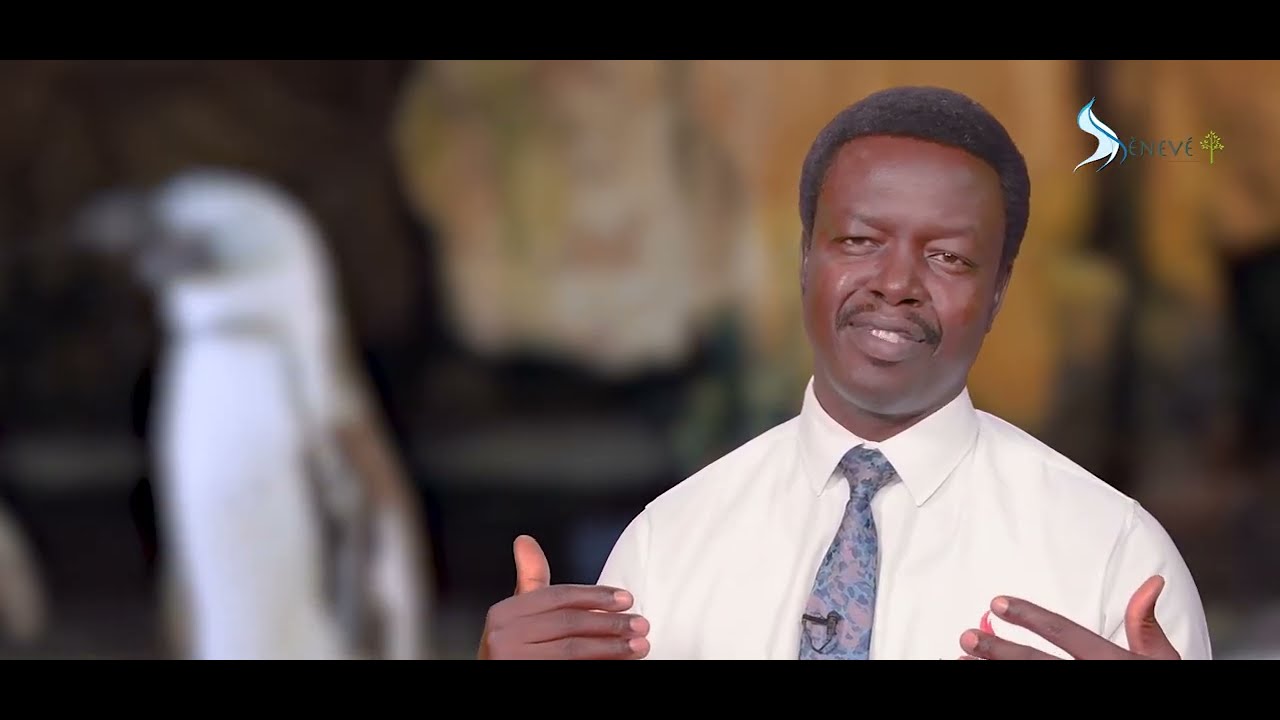 Les manchots empereurs : une leçon d’amour