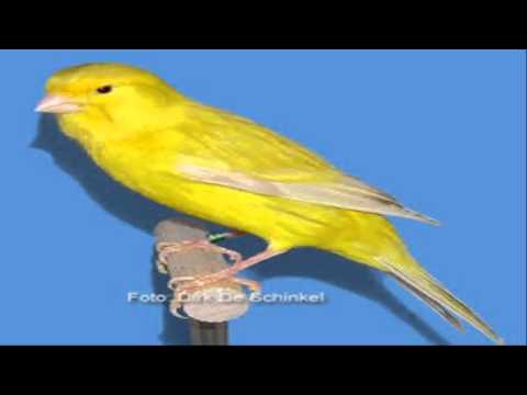 Video: Da li svi kanarinci lijepo pjevaju?
