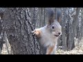 nature sounds | birds chirping | sounds for you tube videos | no copyright  sounds |