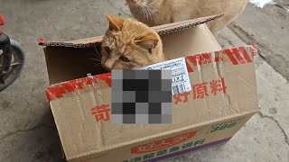 猫咪们的小恶作剧，居然把猫妈妈关纸箱里了！！！ by Little Zhang's Cats 113 views 3 weeks ago 1 minute, 45 seconds