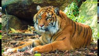 Animal Sounds for Kids - android app screenshot 3