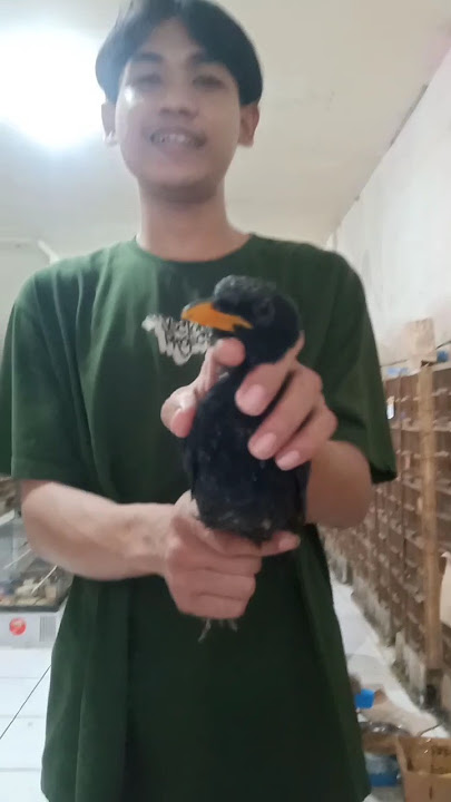 BURUNG CIUNG WANARA ! ABADI BIRD