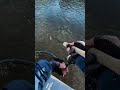Japan Fishing ASMR - Trout Fight#164🎣