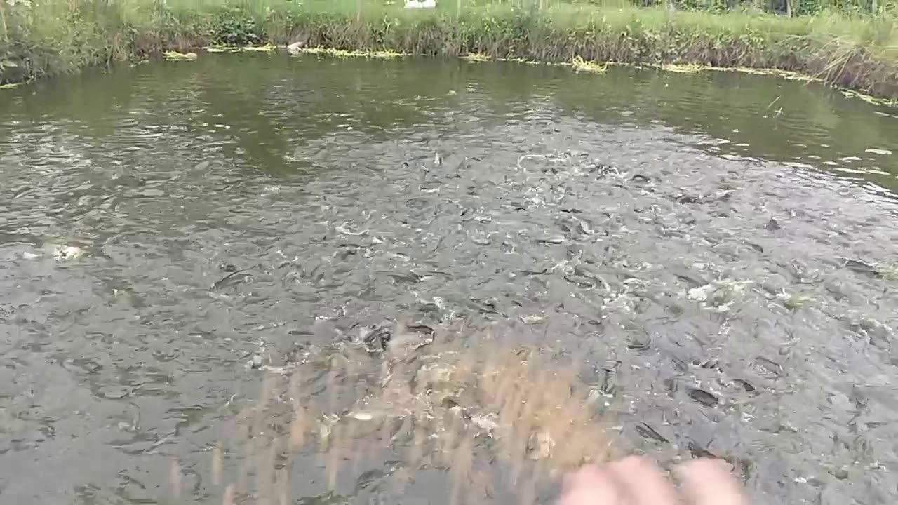 Ternak ikan lele 