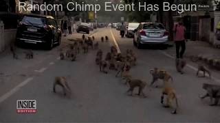 Random Chimp Event Has Begun