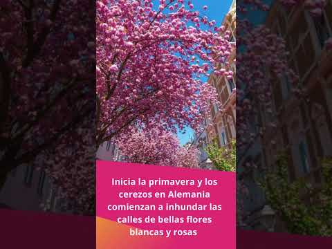 Video: Flores de cerezo en Alemania