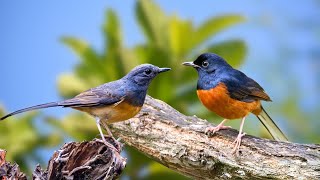 Birds Singing  Stunning Nature  Relax Your Soul with Natural Sounds, Healing Sounds and Sleep Well