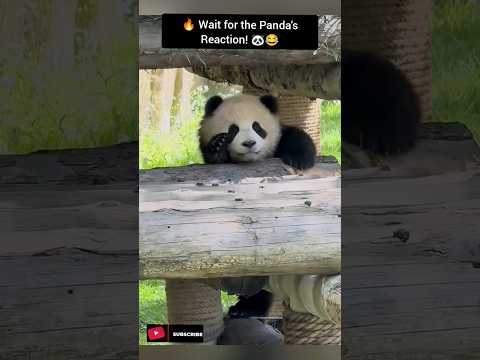 Funny Panda Moments That Will Make You Laugh 🐼😂
