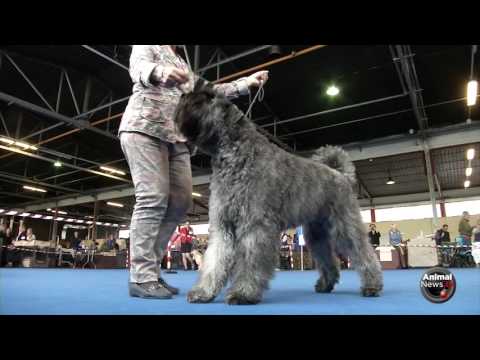 Video: Bouvier Des Flandres Razza Di Cane Ipoallergenico, Salute E Durata Della Vita