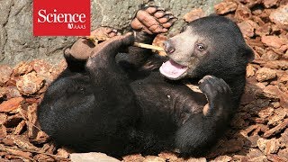 Watch the world's smallest bear copy its friends' facial expressions