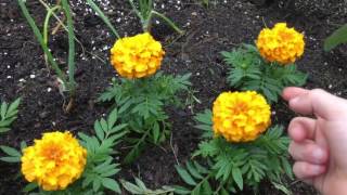 Garden tour! Some flowers also. May 28 2017