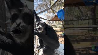 Sounds of siamangs #siamang #primate #animals #cuteanimal