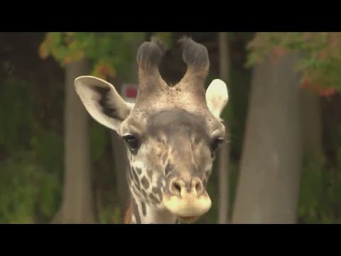 Seneca Park Zoo confirms giraffe with cancer is pregnant