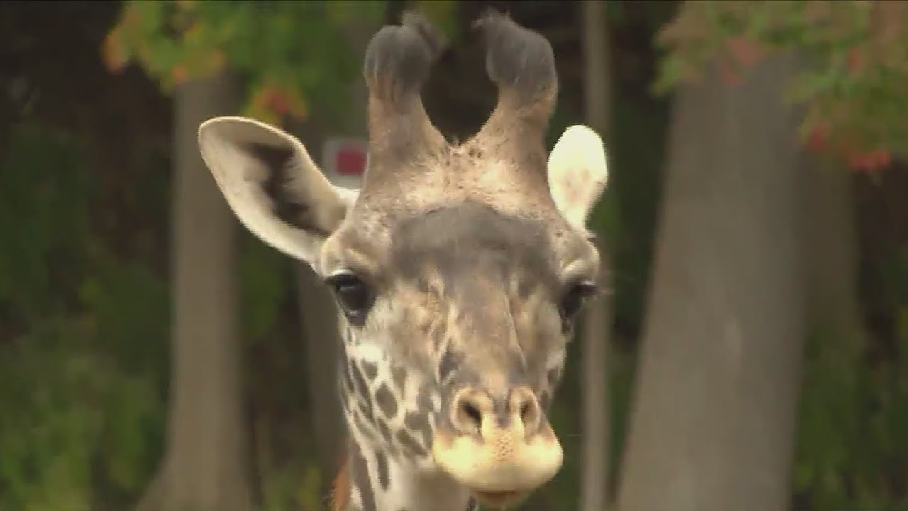 Seneca Park Zoo confirms giraffe with cancer is pregnant