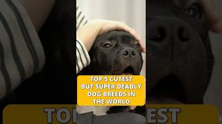 Top 5 Cutest But Powerful Dog Breeds in the World