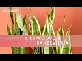 Cómo plantar y reproducir sansevieria o lengua de tigre - Decogarden - @Jardinatis