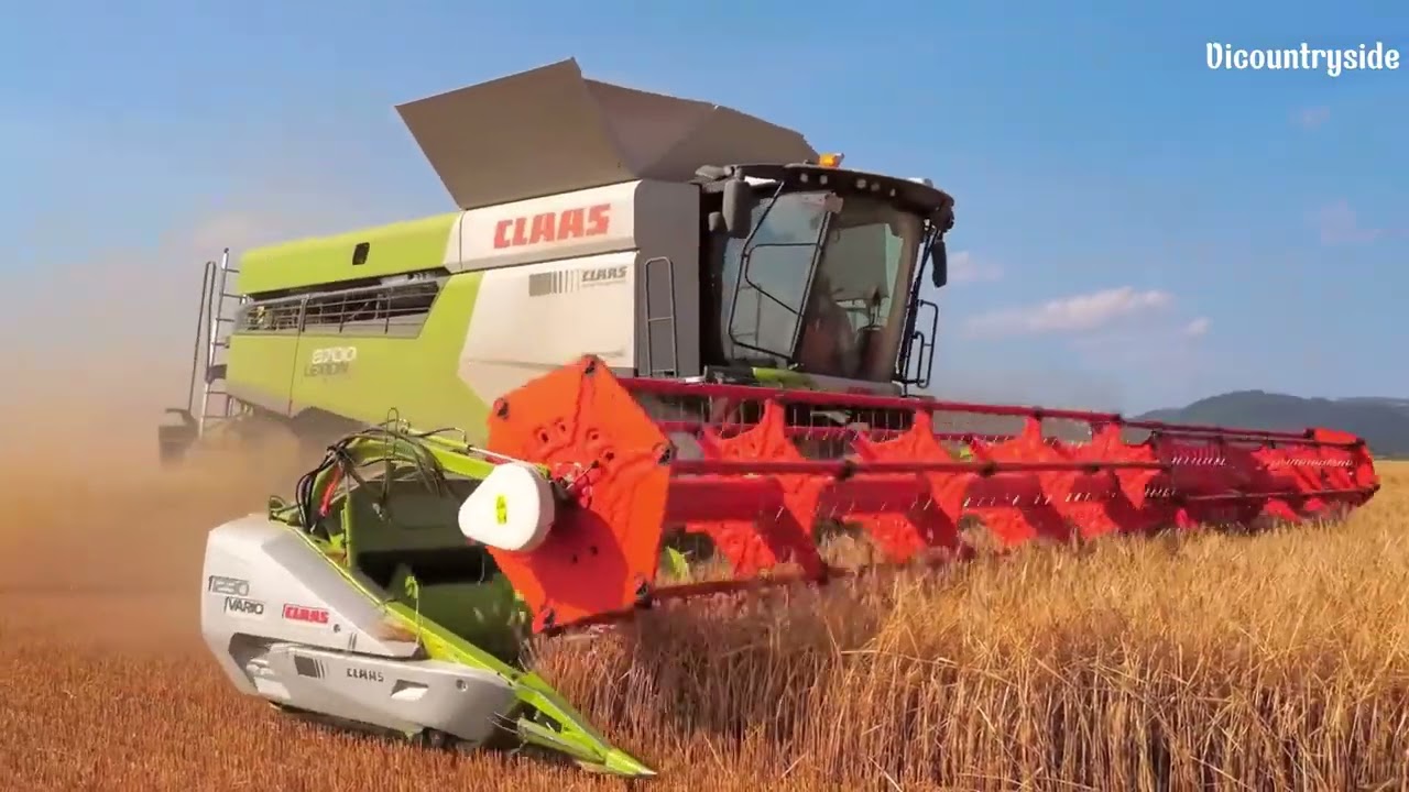 Golden Season In The Fields – Beautiful Scene Of Harvesting Ripe Rice