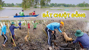 Bắt Chuột Đồng Bờ Lá Làm Món Chuột Xào Lá Cách Và Lẩu Rắn Dân Dã Đồng Quê
