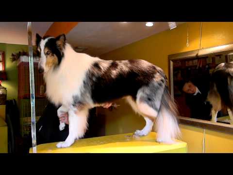 7 Minute Rough Collie Contour Trim!