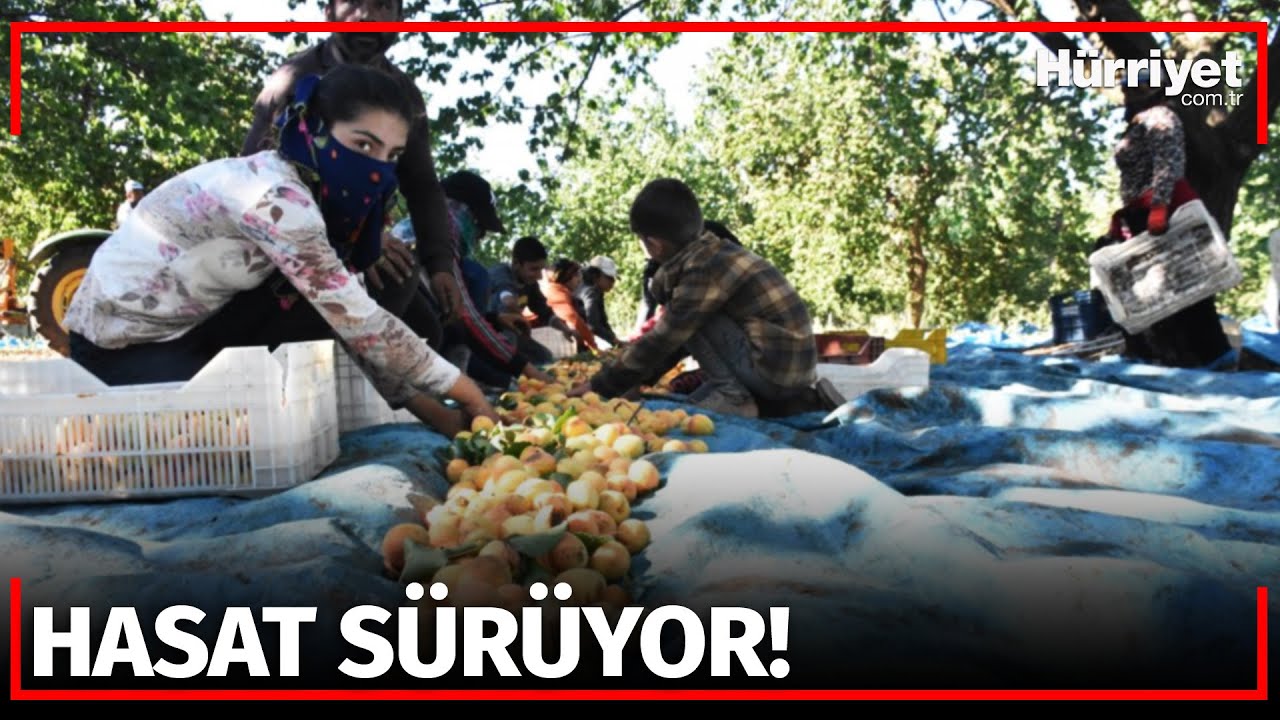 20 Bin Mevsimlik İşçi ile Kayısı Hasadı Başladı!