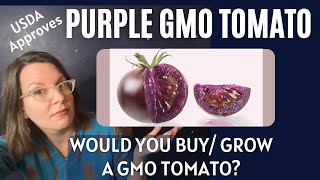 Purple GMO Tomato Gets Approval in US.  Would You Buy It? Grow It In Your Garden?