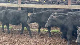 IMG 4174