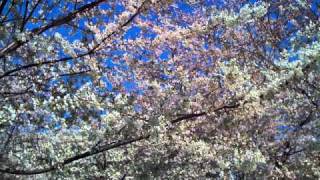 Download Lagu Esther Heideman singing the \ MP3