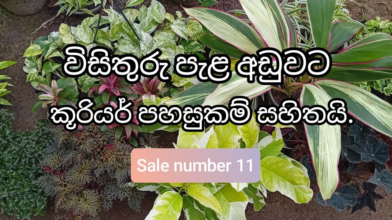 විසිතුරු පැළ අඩුවට ( Sri Visithuru Plant Nursery ) | whatsapp 0707475222 