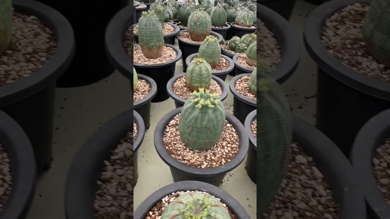 Euphorbia obesa