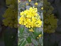 Mahonia.