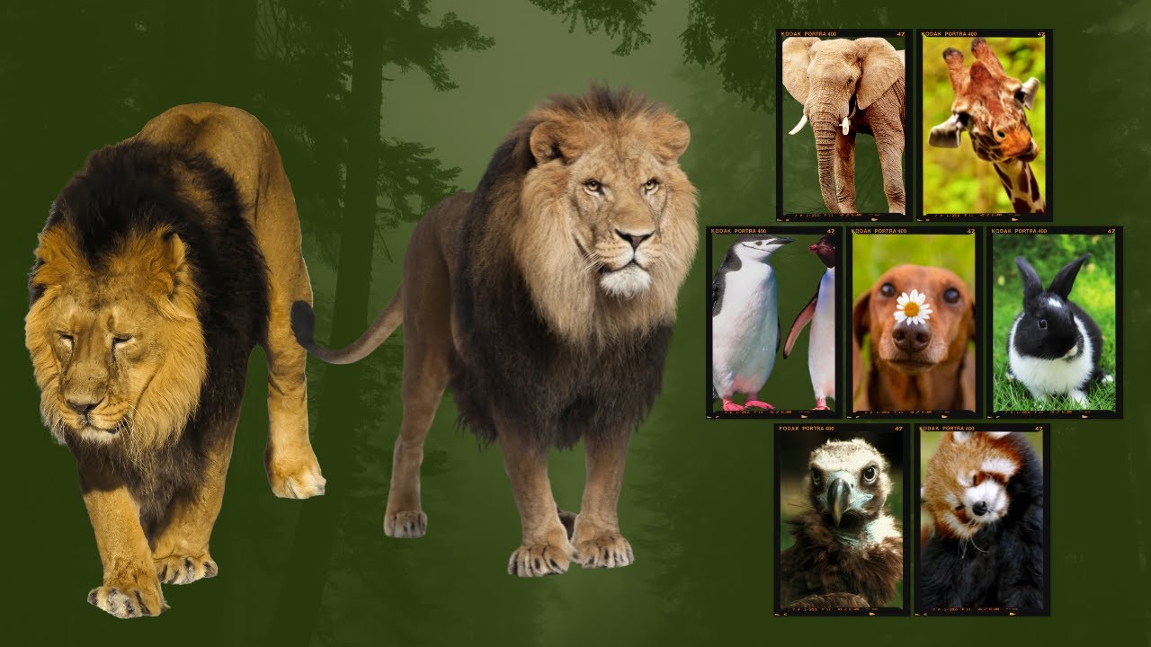 Sound Animal Familiar, cow, penguin, horse, lamb, lion