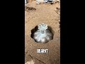 Use silver paste to cast a treasure lotus lantern! # Handmade with silver