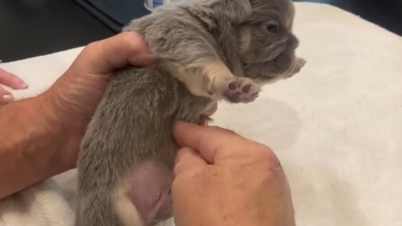 Плоская грудь — тихий убийца щенков