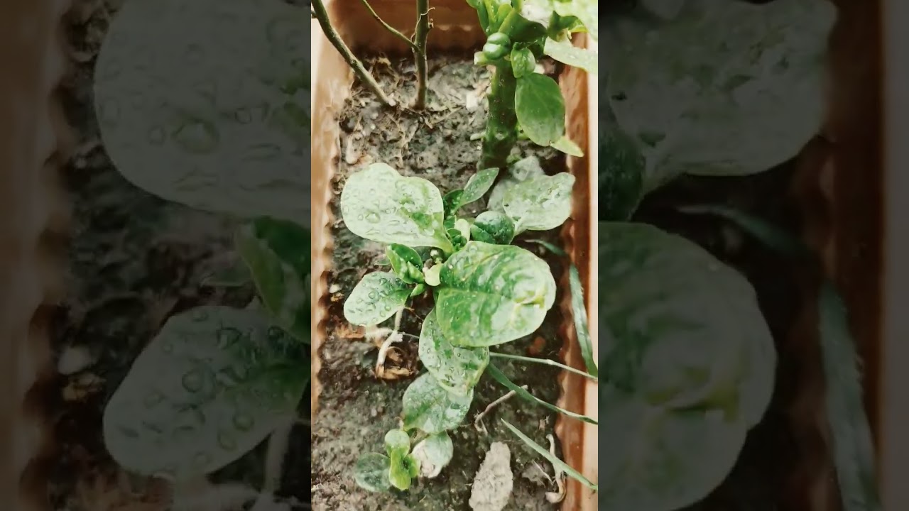 Indian spinach and Brazilian Spinach growing