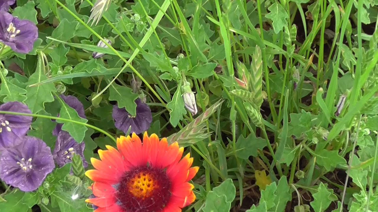 Red wild flowers Sayre Oklahoma storm chase 16May15 420p YouTube