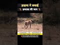 हाइना ने बचाई इम्पाला की जान 😱 । animal shorts । #shorts #ytshorts
