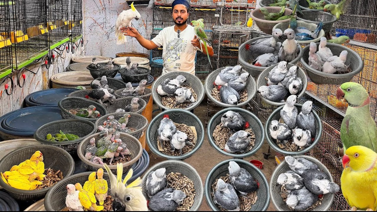 Beautiful parrot babies  Ramadan me aa gae apke liye❤️ 