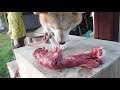 【柴犬】熊肉をあげてみたら、なんと美味しそうに食べました❗️