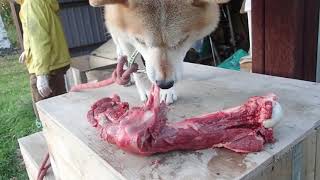 【柴犬】熊肉をあげてみたら、なんと美味しそうに食べました❗️