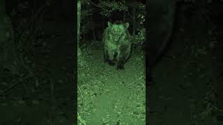 This Might Be the Biggest Grizzly I’ve Ever Seen 🐻
