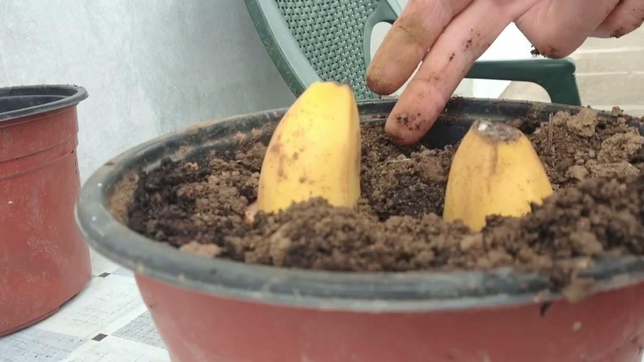 Evo kako na lak i jednostavan način da proizvedete sadnicu banane
