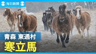 青森の風雪に耐える寒立馬　春には子馬誕生に期待