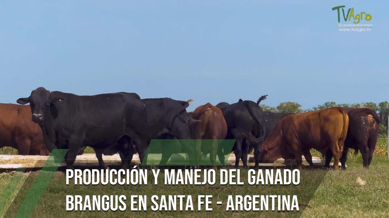 Producción y manejo de ganado Brangus/ Santa Fe - Argentina - TvAgro por Juan Gonzalo Angel Restrepo