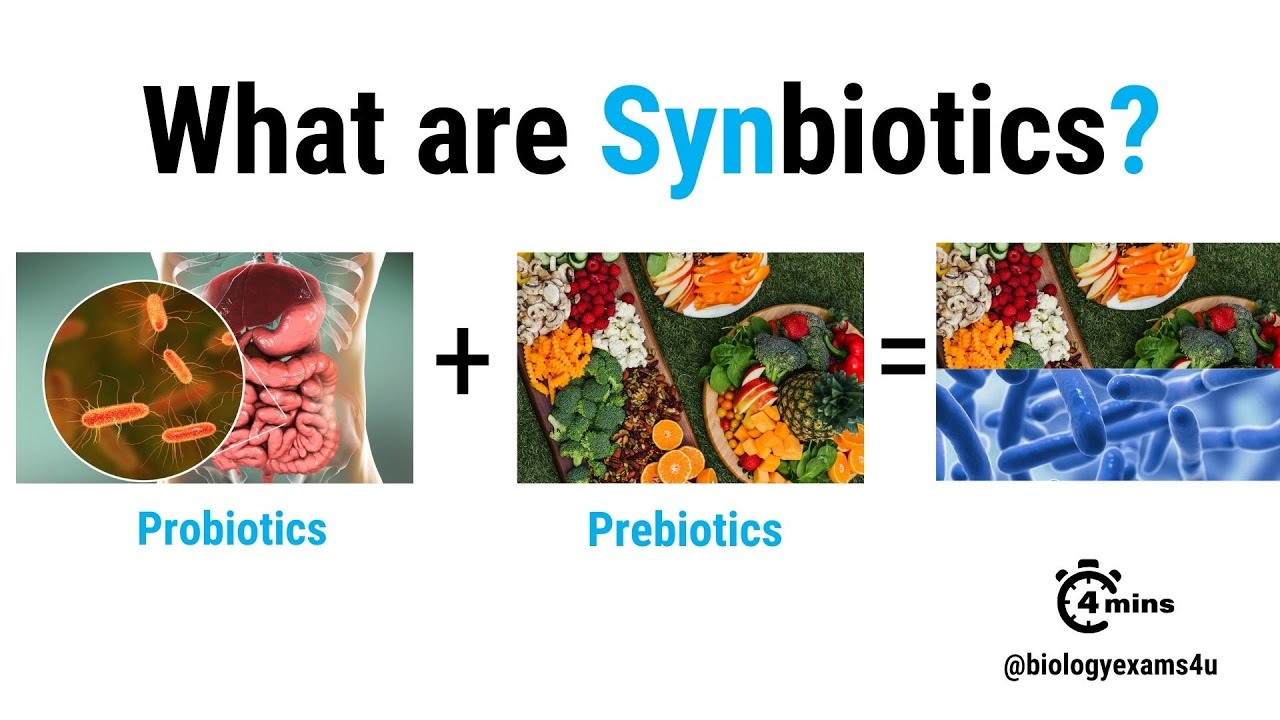 Synbiotics Examples What are Synbiotics? Benefits, Examples and Applications - YouTube